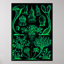 Vintag Ernst Haeckel Green & Black Poster Print