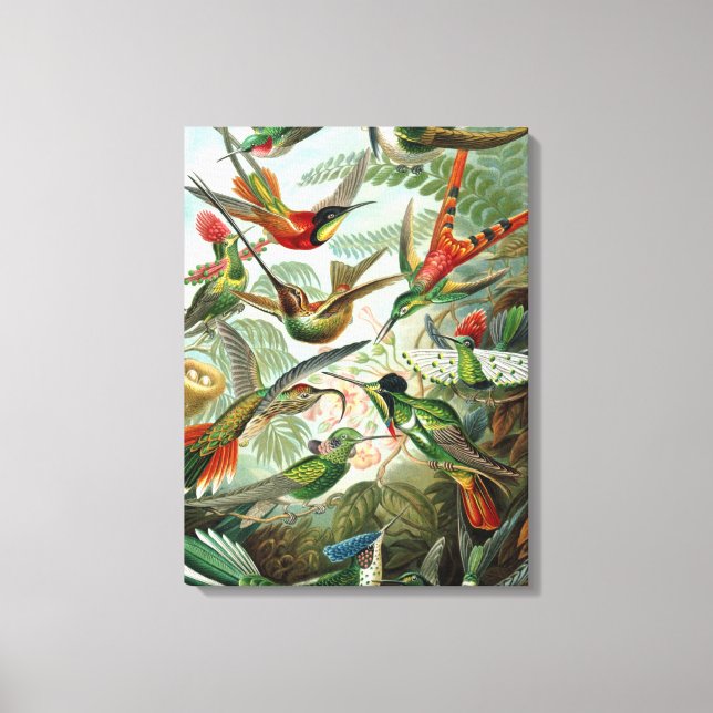 Vintag Ernst Haeckel Hummingbirds Leinwanddruck (Vorderseite)
