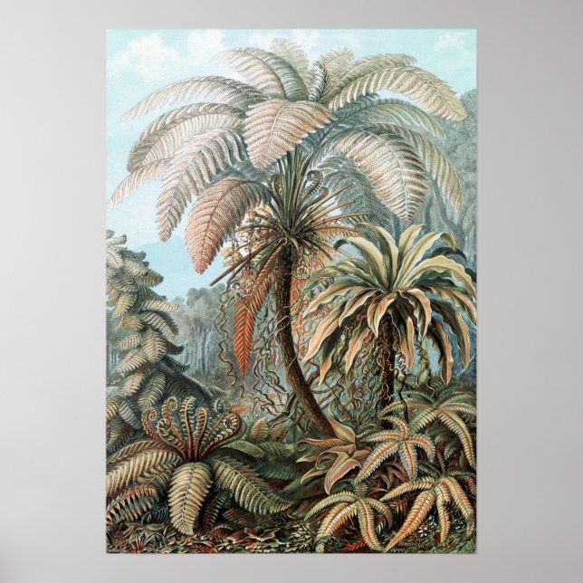 Vintag Ernst Haeckel Palm Trees Poster (Vorne)