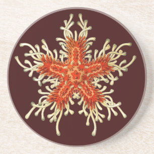 Vintag Ernst Haeckel Sandstein Untersetzer