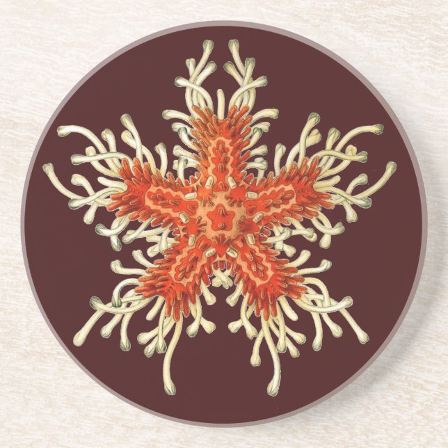 Vintag Ernst Haeckel Sandstein Untersetzer (Vorne)