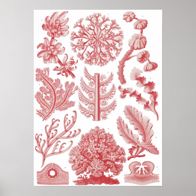 Vintag Ernst Haeckel Seaweed Poster (Vorne)