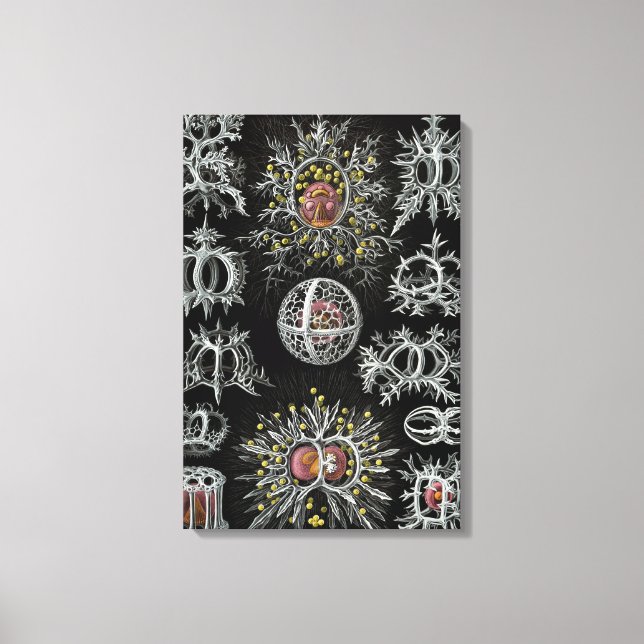 Vintag Ernst Haeckel Stephoidea Leinwanddruck (Vorderseite)