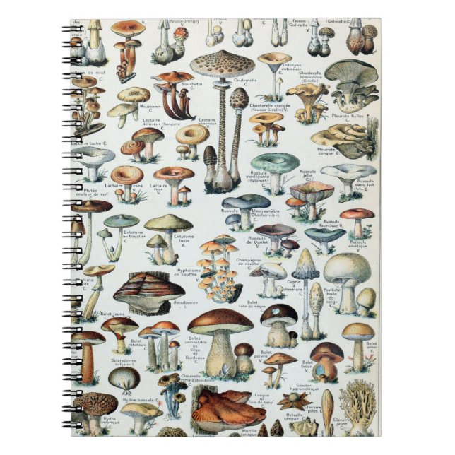 Vintag essbare Mushroom Chart Notizblock (Vorderseite)