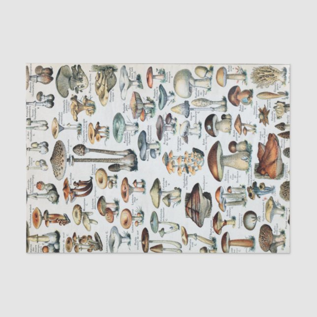 Vintag essbare Mushroom Chart Seidenpapier (Vorderseite)