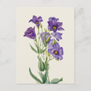 Vintag Eustoma russellianum Postkarte