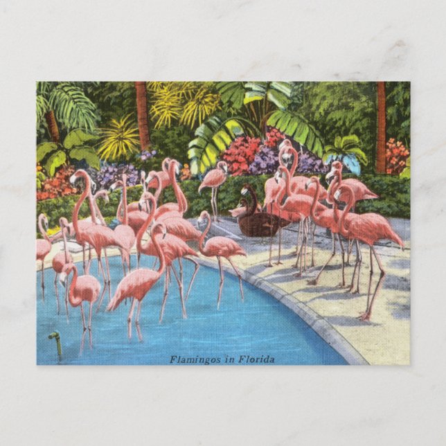Vintag Florida flamingos rosa Retro-Reise Postkarte (Vorderseite)
