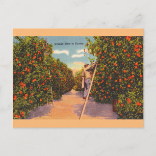Vintag Florida Orange Groves Postkarte