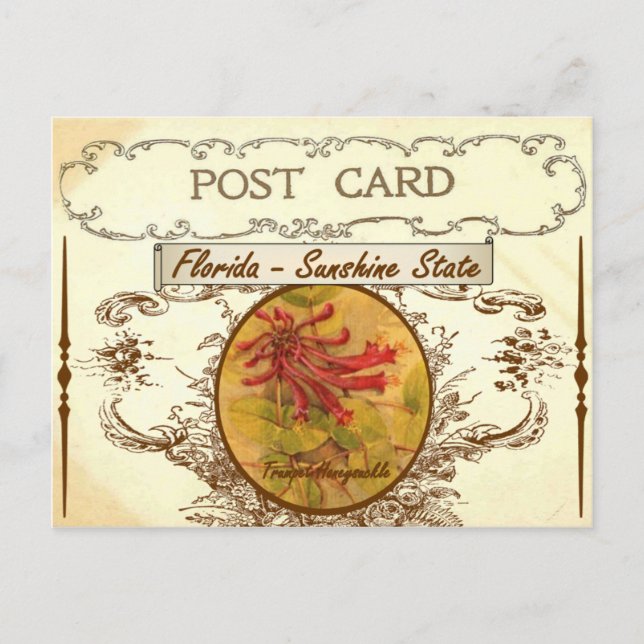 Vintag Florida Staat Blume Postkarte (Vorderseite)
