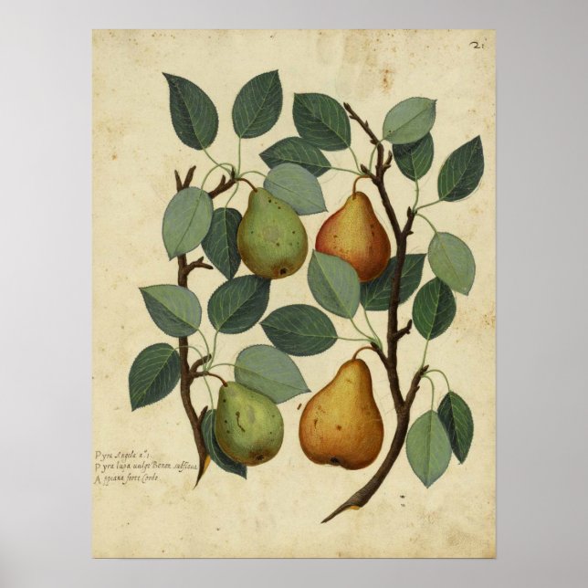 Vintag Frucht Botanisches Poster Birne Illustratio (Vorne)