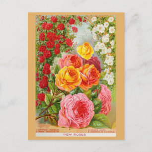 Vintag Gartenbau Rose Blume Saatkatalog Postkarte