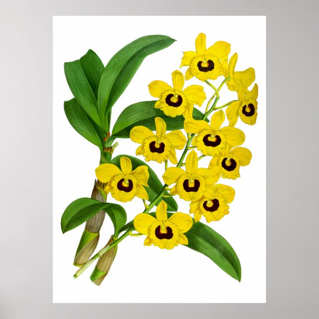 Vintag Gelbe Orchidee Blume - Poster (Vorne)