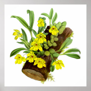Vintag-Gelbe Orchideen-Blume Poster