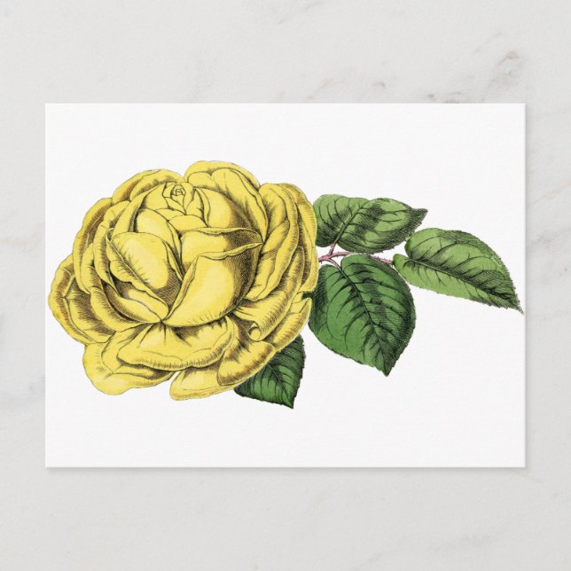 Vintag-Gelbe Rose Postkarte (Vorderseite)