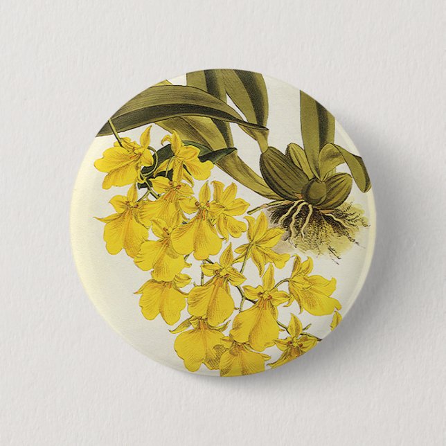 Vintag Gelbes Oncidium Orchid, tropische Blume Button (Vorderseite)