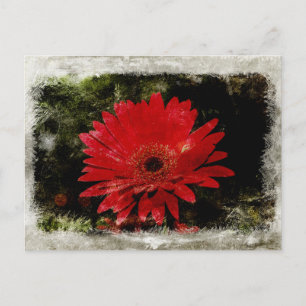 Vintag Gerber Daisy Postkarte