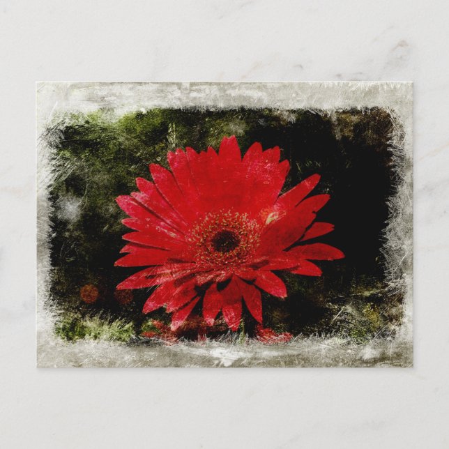 Vintag Gerber Daisy Postkarte (Vorderseite)