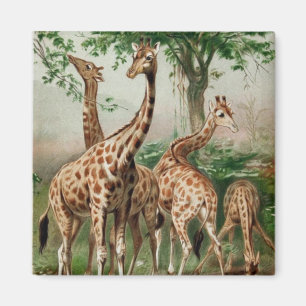 Vintag Giraffe Magnet