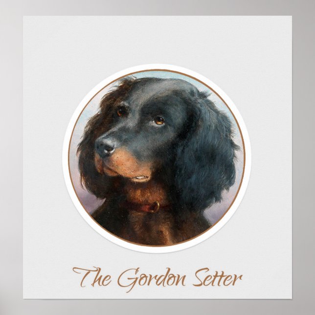 Vintag Gordon Setter Poster (Vorne)