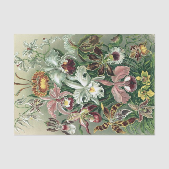 Vintag Haeckel farbiges Orchid Lithoster Seidenpapier (Vorderseite)
