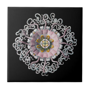Vintag Haeckel Fliese
