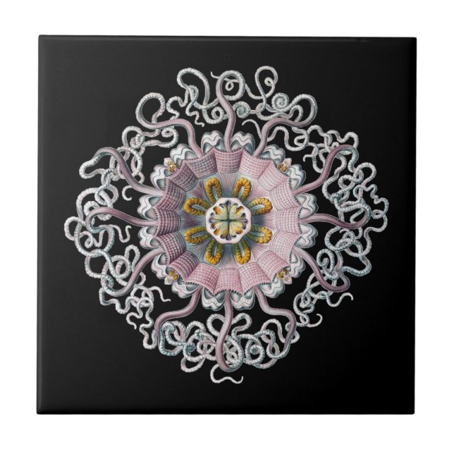 Vintag Haeckel Fliese (Vorderseite)