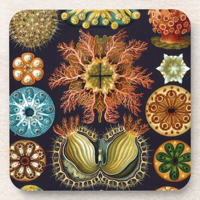 Vintag Haeckel Getränkeuntersetzer (Vorderseite)
