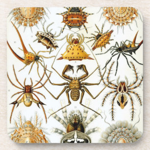Vintag Haeckel Getränkeuntersetzer