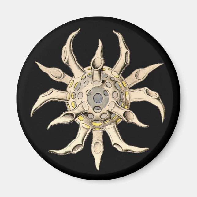 Vintag Haeckel Magnet (Vorne)