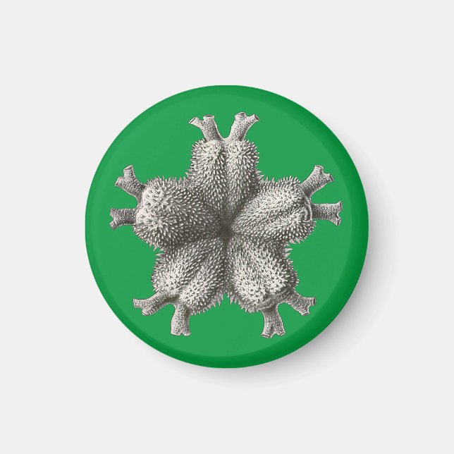 Vintag Haeckel Magnet (Vorne)
