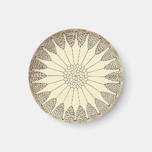 Vintag Haeckel Magnet