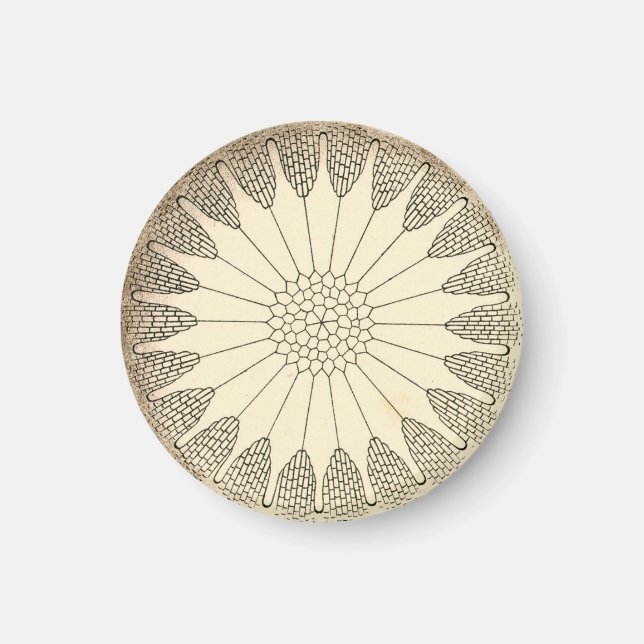 Vintag Haeckel Magnet (Vorne)