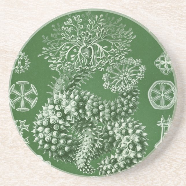 Vintag Haeckel Sandstein Untersetzer (Vorne)