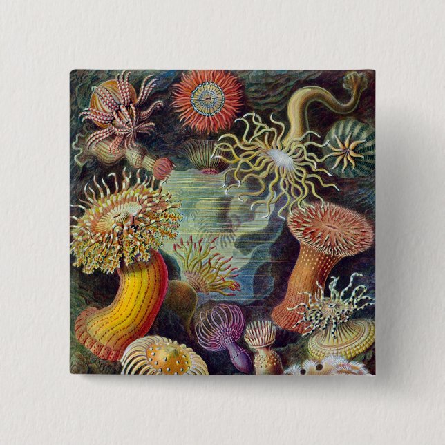 Vintag Haeckel Sea Anemone Button (Vorderseite)