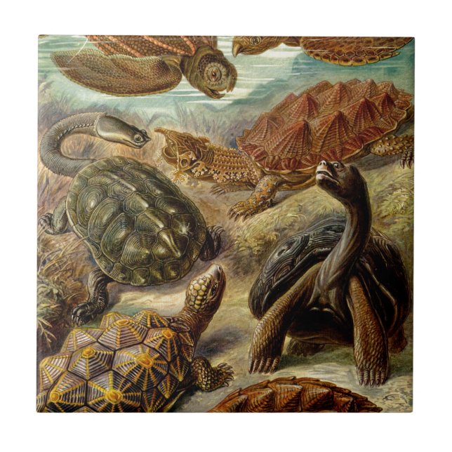 Vintag Haeckel Turtles Fliese (Vorderseite)