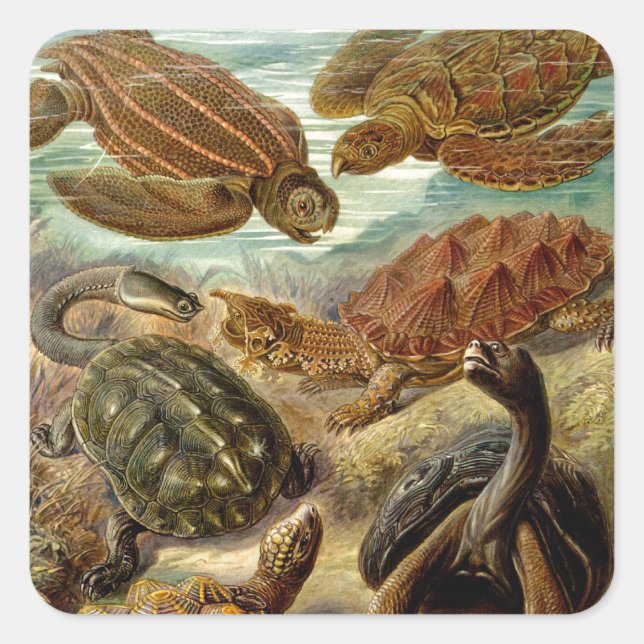 Vintag Haeckel Turtles Quadratischer Aufkleber (Vorderseite)