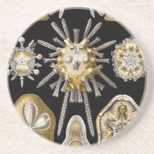 Vintag Haeckel Untersetzer
