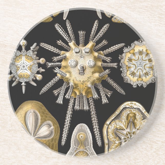 Vintag Haeckel Untersetzer (Vorne)