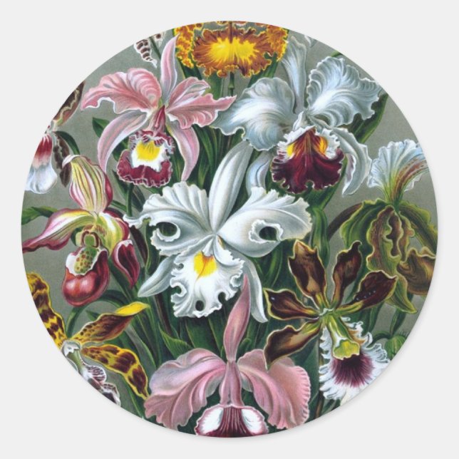 Vintag Haekel Botanischer Aufkleber (Vorderseite)