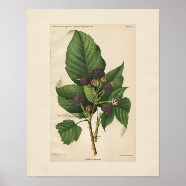 Vintag Hannibal Raspberry Print Poster (Vorne)