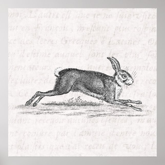 Vintag Hare Bunny Rabbit 1800s Illustration Poster (Vorne)