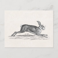Vintag Hare Bunny Rabbit Illustration - Kaninchen
