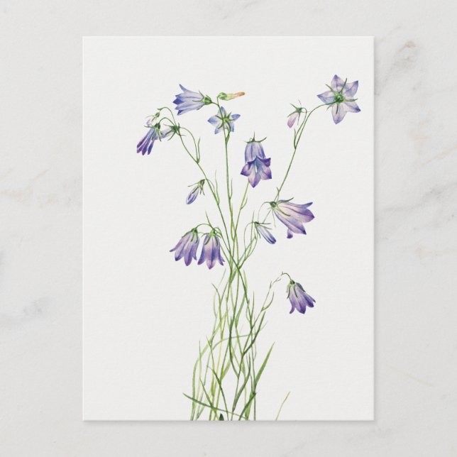 Vintag Harebell Blume Postkarte (Vorderseite)