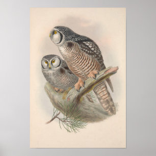 Vintag Hawk Owl Bird Poster