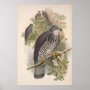 Vintag Honey Buzzard Bird Poster