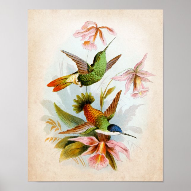 Vintag Hummingbird Art Nr. 13 Poster (Vorne)