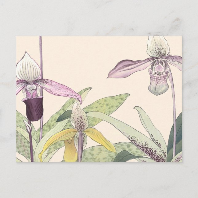 Vintag Japanisch Paphiopedlum Orchideen Postkarte (Vorderseite)