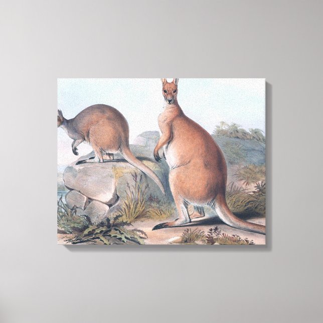 Vintag Kangaroos Leinwanddruck (Vorderseite)