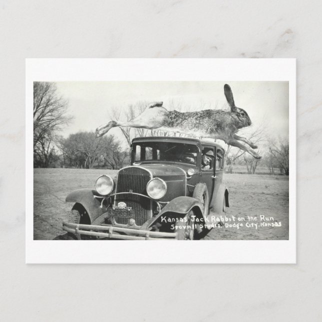 Vintag Kansas Jackrabbit Oddity Postkarte (Vorderseite)