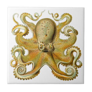 Vintag Kraken, Octopus Gamochonia, Ernst Haeckel Fliese